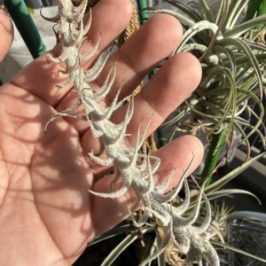 チランジア,エアプランツの画像