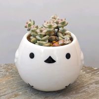 クラッスラ　ファンタジー,ベランダ多肉,ダイソー鉢,ベランダタニラー,バルコニー/ベランダの画像