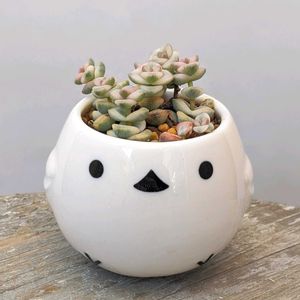 クラッスラ　ファンタジー,ベランダ多肉,ダイソー鉢,ベランダタニラー,バルコニー/ベランダの画像