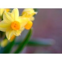 キフサスイセン,広い庭の画像