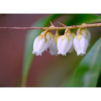 アセビ,広い庭の画像