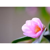 ワビスケ,広い庭の画像