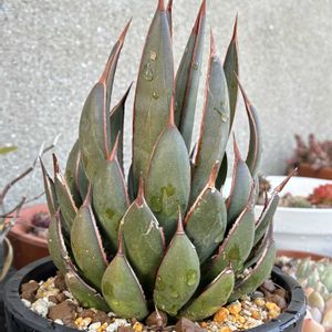 光玉,ダドレア 仙女盃,アガベ チタノタ 白鯨,マンガベ プレイングハンズ,多肉植物の画像