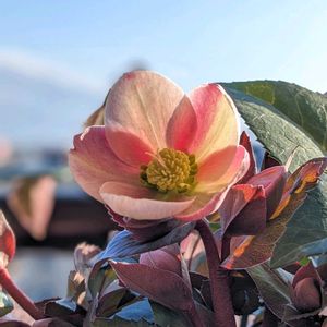 クリスマスローズ,クリスマスローズ,ベランダガーデニング,クリロー♪の画像