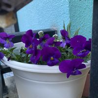 アリッサム,チューリップ,ラ・ヴィオラの画像