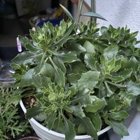 オステオスペルマムの画像