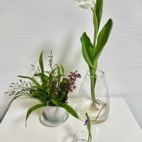 チオノドクサ,オンシジウム  トゥインクルの画像