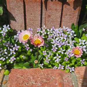 イオノプシジウム,イングリッシュデージー ロリポップ,イングリッシュデージー ロリポップ,ガーデニング,小さな花壇の画像