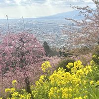 菜の花,枝垂れ梅,河津桜,可愛い,ピンクの花の画像