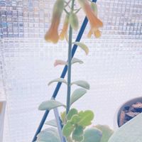 胡蝶の舞,多肉植物,室内管理の画像