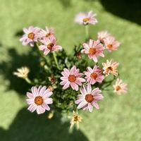 ローダンセマム,ローダンセマム アプリコットジャム,ガーデニングの画像