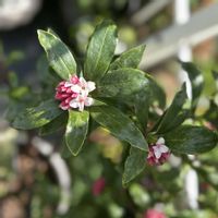 ジンチョウゲ,沈丁花,ガーデニングの画像