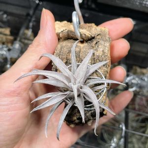 チランジア,チアペンシス,成長記録,エアープランツ/チランジア,エアー プランツの画像