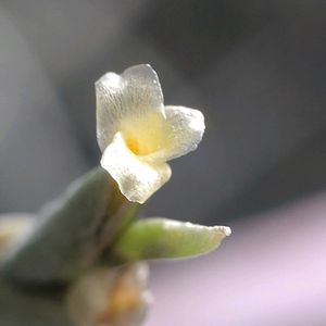 チランジア,ビザール プランツ,ビザールプランツ,エアープランツ/チランジア,ティランジア属の画像