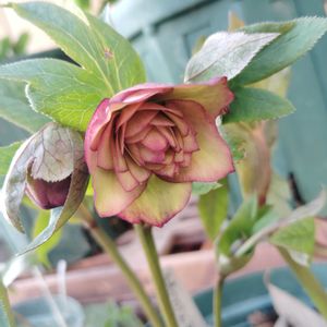 クリスマスローズ,クリスマスローズ,クリスマスローズ,クリスマスローズ,クリスマスローズの画像