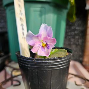 ビオラ ふわふわ金魚ちゃん,鉢植え,明るい日陰,プランター,ガーデニング初心者の画像