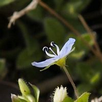 オオイヌノフグリ,山野草の画像