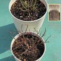 ミニバラの画像