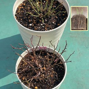 ミニバラの画像