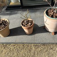 オルラヤ,スカビオサ,バラ,ジュビレ・デュ・プリンス・ドゥ・モナコ,レディオブシャーロットの画像