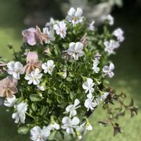 ビオラ,ガーデニング,ビオラ・パンジー,ゲブラナガトヨ,ビオラ ステラブルーの画像