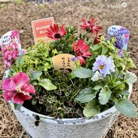 クローバー,宿根ネメシア,オステオスペルマム・赤とんぼ,寄せ植え,こぼれだねビオラの画像