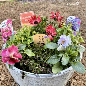 クローバー,宿根ネメシア,オステオスペルマム・赤とんぼ,寄せ植え,こぼれだねビオラの画像