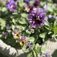 ビオラ,ビオラ　レディ,ビオラ レディ,ガーデニング,ビオラ・パンジーの画像