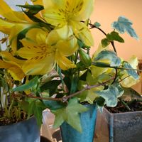 切り花,晩酌と観葉植物の画像