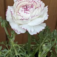 ゼラニウム,ラナンキュラス,鉢植え,ネコ好き,白い花の画像