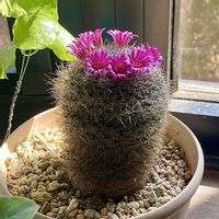 サボテン,サボテン,多肉植物,花が咲いた,花冠の画像