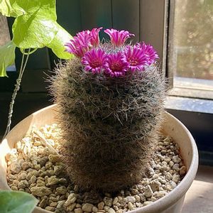 サボテン,サボテン,多肉植物,花が咲いた,花冠の画像