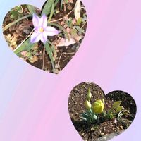 ハナニラ,スイセン,スイセン,庭先,今日も笑顔で♡の画像