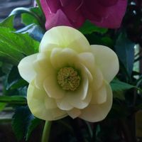 クリスマスローズ,クリスマスローズ,花壇の画像