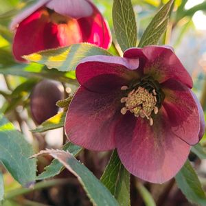 クリスマスローズ,咲いた！の画像