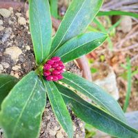 沈丁花,我が家の庭のお花達,花のある暮らし,春の足音,挿し木から成長の画像