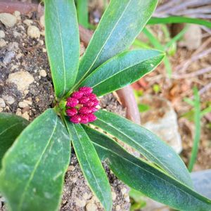 沈丁花,我が家の庭のお花達,花のある暮らし,春の足音,挿し木から成長の画像