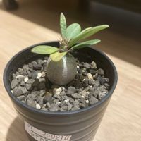 パキポディウム・サキュレンタム,塊根植物,コーデックス,パキポディウム属の画像