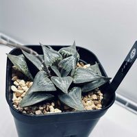 ハオルチア,ハオルチア・酒呑童子,多肉植物,ハオルチア属,多肉大好きの画像