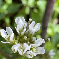 タネツケバナ,山野草,スマホ写真,武器ではなく花をの画像