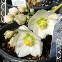 クリスマスローズ,クリスマスローズ ニゲル,クリスマスローズ 原種系 ノイガー,クリスマスローズ　原種系ニガー,プランター植えの画像