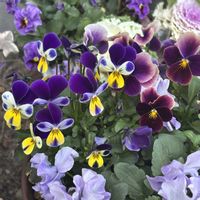 ビオラ,ビオラ・あんみつももか,花のある暮らし,つながりに感謝の画像