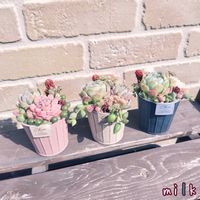 グリーンネックレス,ブロウメアナ,ヒスパニクム,ピーチネックレス,名無しの画像