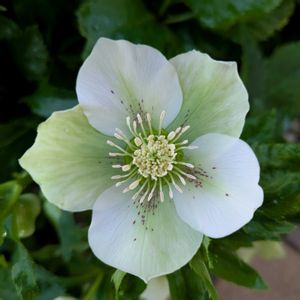 クリスマスローズ,クリスマスローズ,花壇,お花のある暮らし,多年草・宿根草の画像