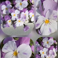 ウメ,ナンテン,バラ,ビオラ,ビオラの画像