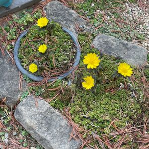 アリッサム,ジャーマンアイリス,パンジー,ビオラ,福寿草の画像