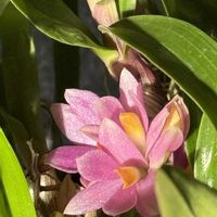 デンドロビウム,デンドロビウム  ヒビキ,Den. Hibiki,ジゴペタラム・レッドベイル‘プリティー・アン,洋蘭の画像