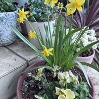 スイセン,ビオラ,ウィンティー,斑入りグレコマ,牧野植物園の画像