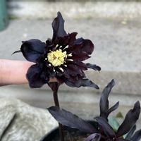 クリスマスローズ,広瀬園芸,ななちちセレクトの画像