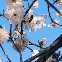 ローズマリー,ミツバチさん, 梅の花,からしなの画像